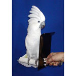 Nip-Guard Safety Perch at Eclecutus Parrot