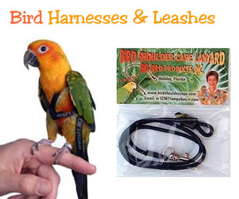 parrotlet harness and leash