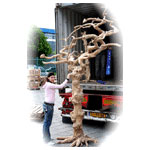 Parrot Java Tree Mega ca. 350 cm