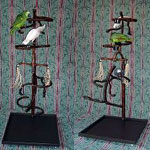 Parrot Gymnasiums by ParrotPlayWorld.com