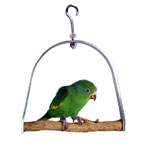 Bottlebrush Bird Swing by Waynes Bottlebrush