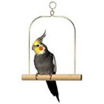 Wooden Cockatiel Swing by Penn Plax