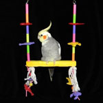 Sophomor Tropical Bird Swing by Fun Time Birdy