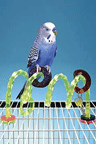 Acrylic Spiral Cage Bird Perch for Parrots by Penn Plax