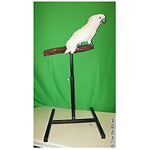 Parrot Training Perch by Bird Brain