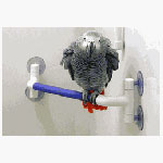 Parrot Bath Corner Perch