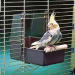 Cockatiel Bath - Penn Plax BA807