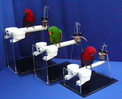 Acrylic Table top Bird Perches at Eclectus Parrot.com
