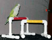 Table Top Bird Training Perch at Ollies Parrots Perch .com