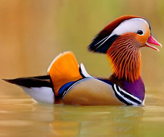 Mandrin Duck